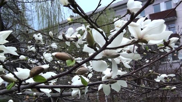 Калининград. Зацвела магнолия смотреть онлайн