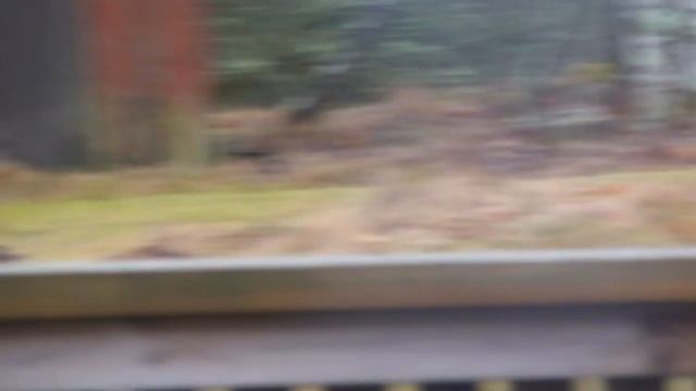 Local wildlife #3 - Eurasian Sparrowhawk (accipiter nisus) 2017-03-04 смотреть онлайн