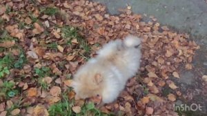 Как растёт и развивается шпиц от рождения до года ???