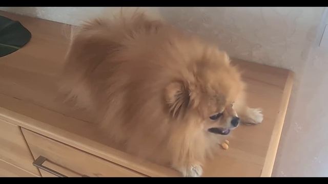 #ASMR. #Cute #dog eating chips. Шпиц Антей кушает чипсы. смотреть онлайн
