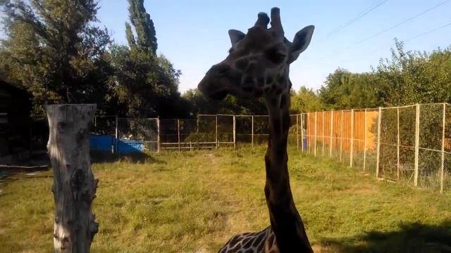 Жираф в ростовском зоопарке смотреть онлайн