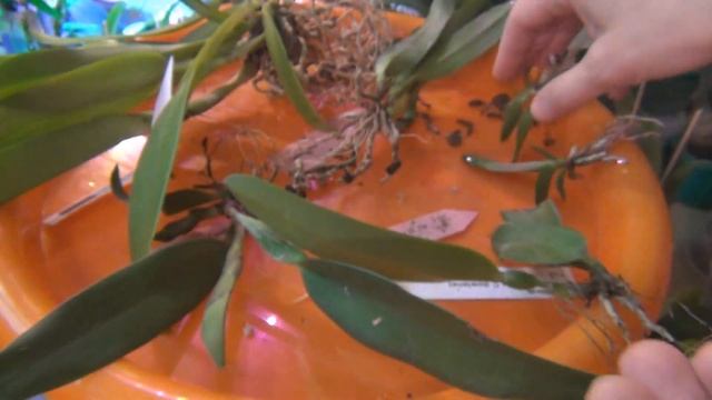 Обзор новых орхидей от разных поставщиков, полученных в конце ноября. Адаптация. смотреть онлайн