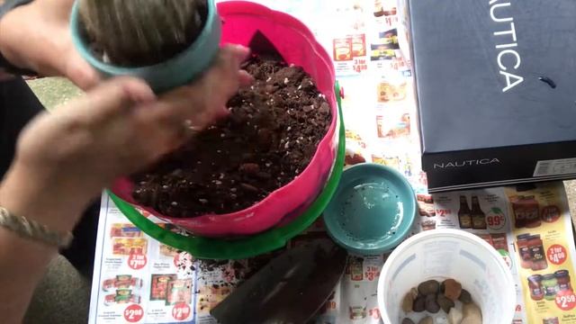 Пересадка кактуса в новый горшок после покупки. смотреть онлайн