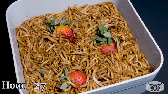 10000 Mealworms VS Watermelon Strawberry and Bread - Time Lapse [4K] смотреть онлайн