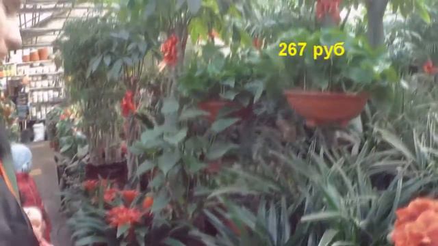 Китайский цветочный рынок смотреть онлайн