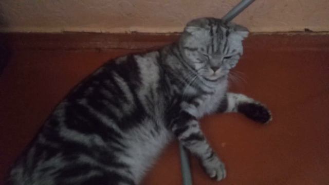 Шотландские кот и кошка. Лето. Жара. смотреть онлайн