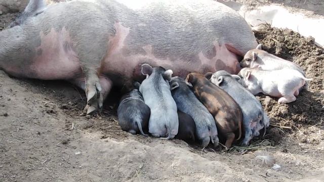 Мои кармалы. смотреть онлайн