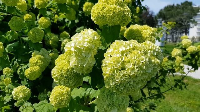 Бульденеж | Жизнь в Адлере смотреть онлайн