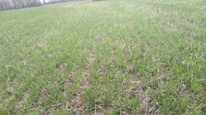 Овсяница тростниковая.Технология.Посев в чистом виде.Беспокровно.КФХ "Терра Ностра".