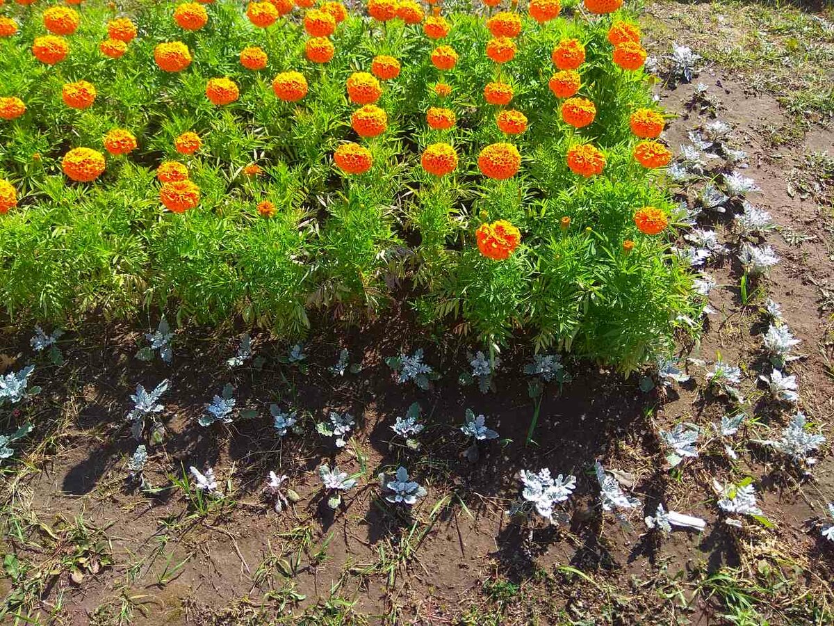 Бархатцы_Посев на рассаду_Способ посева смотреть онлайн