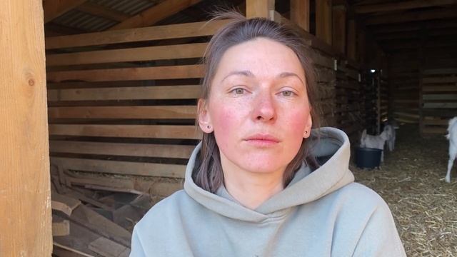 Видалення рогів у кіз смотреть онлайн