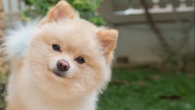 Стоит только взять его в руки и не хочется отдавать. Породы собак, шпиц. Уход, плюсы и минусы. смотреть онлайн