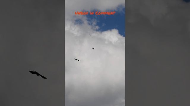 Real Birds love to fly with B-2 Bomber #rcplane #rcairplane #b2bomber #rcaircraft #radiocontrolled смотреть онлайн