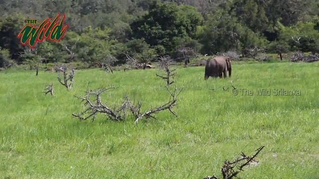 Yala (යාල) National Park is the most visited and second largest national park in Sri Lanka, смотреть онлайн