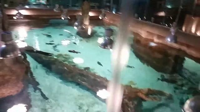 Арапаймы, паку и краснохвостые сомы. смотреть онлайн