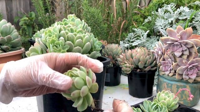 HARVESTING OFFSETS from HUGE ECHEVERIA ELEGANS смотреть онлайн