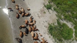 Кто пасётся на лугу ?