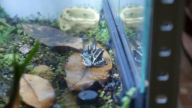 Размножение пятнистых древолазов Dendrobates tinctorius смотреть онлайн
