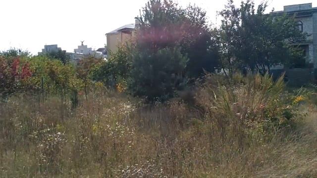 Прекрасный участок 10 соток с садом, малиной и елками смотреть онлайн