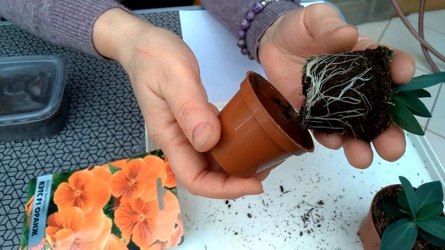 Горшечная эустома КАРМЕН смотреть онлайн