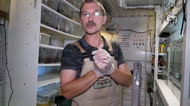 Кто родился в амфибиятне и что случилось? смотреть онлайн