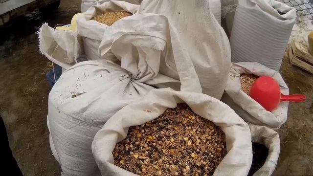 Свиньи Как сделать мясо вкусным смотреть онлайн