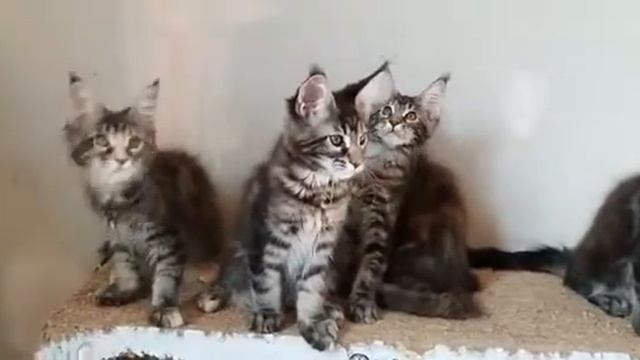 Питомник "CereriStar" WCF предлагает котят породы #МейнКун классического лесного окраса! #россия смотреть онлайн