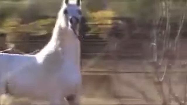 «Arabian Times›› арабские лошади смотреть онлайн