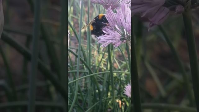 Могут ли шмели быть милыми? смотреть онлайн