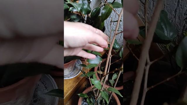 #camellia #камелія #камелия смотреть онлайн