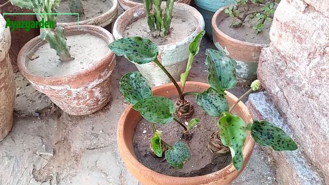 African Hosta (Drimiopsis Maculata) In Urdu/Hindi