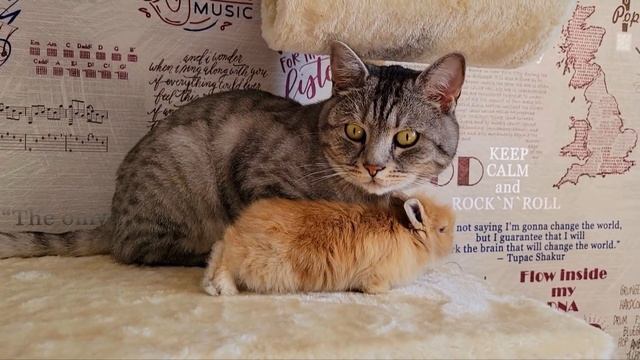 Маленький кролик просто хочет тепла и ласки .