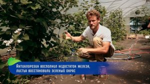 Ежевика - основное питание и удобрение в период плодоношения