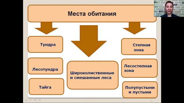 Покрытосеменные или Цветковые смотреть онлайн