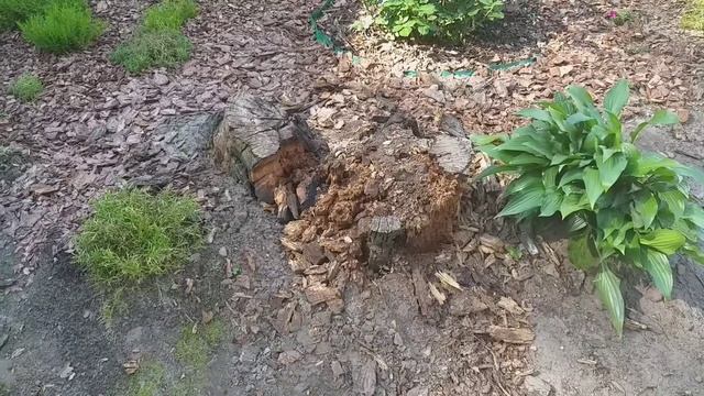 (182) Как убрать пень, пенек. Простой способ убрать пенек селитрой смотреть онлайн