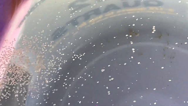 9 hour old Acropora hyacinthus babies, from 2 colony spawn 12/2/2023 in the SHL смотреть онлайн