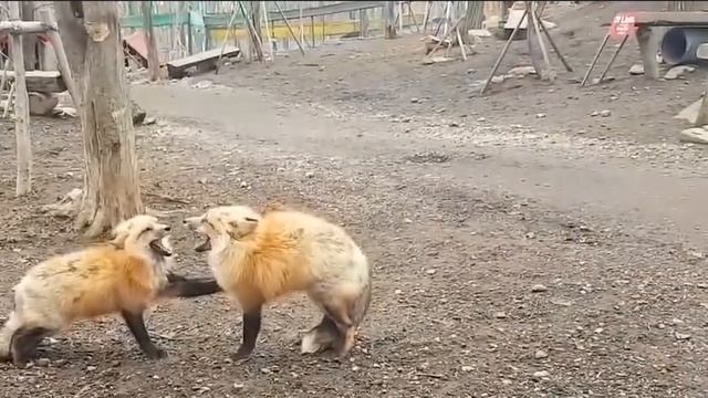 Тиджой / Flynnflytaggart Конфликт 2023 смотреть онлайн