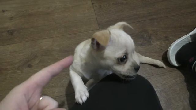 Чихуахуа Соня не хочет кушать корм, а кошке очень нравится) смотреть онлайн