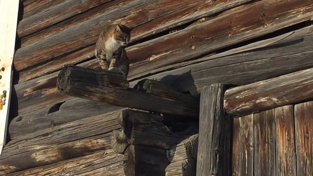 ВЛЮБЛЕННЫЕ КОТЫ ОЖИДАЮТ КОШКУ/LOVERS CATS смотреть онлайн