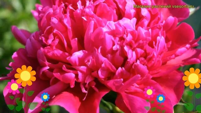 Пион молочноцветковый Биг Бен. Краткий обзор, описание характеристик paeonia lactiflora Big Ben смотреть онлайн
