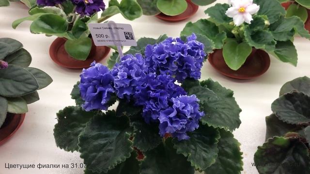 Фиалки, продающиеся 31.07.19 в магазине "Фиалковод" у м. "Алексеевская" смотреть онлайн