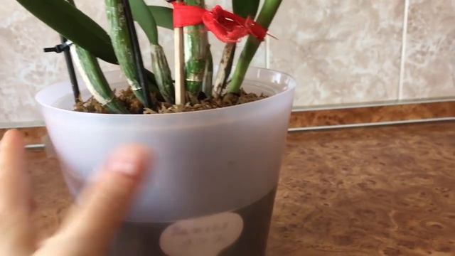 93)🎈Расцвела моя каттлея Angel Song La-La /☝мой уход /☝профилактика бактериозов..... смотреть онлайн