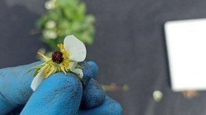 Черные серединки у цветков клубники, что это мороз или долгоносик, как отличить