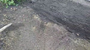 Не забудьте!  Сажаем  ЧЁРНУЮ   РЕДЬКУ в открытый грунт.