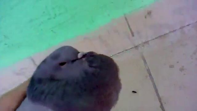 Голубь четенько сдох смотреть онлайн