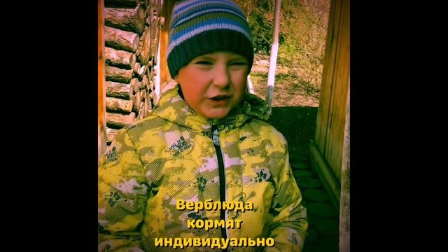 Смешно /Верблюда кормят индивидуально/ детский вайн #ЮджинПавловский смотреть онлайн