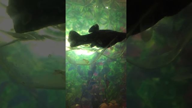 Рыбка рожает очень быстро моллинезия черная смотреть онлайн