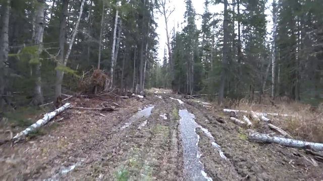 Таежные будни