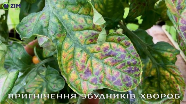 Фітодоктор ENZIM - Біофунгіцид - Переваги, ціна, купити (Ензим Агро) смотреть онлайн