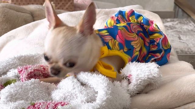 Чихуахуа Мия, дневной сон. смотреть онлайн